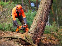 How Our Tree Care Process Works  in  North Hudson, WI