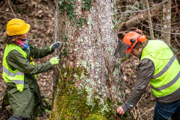 Tree and Shrub Care in North Hudson, WI