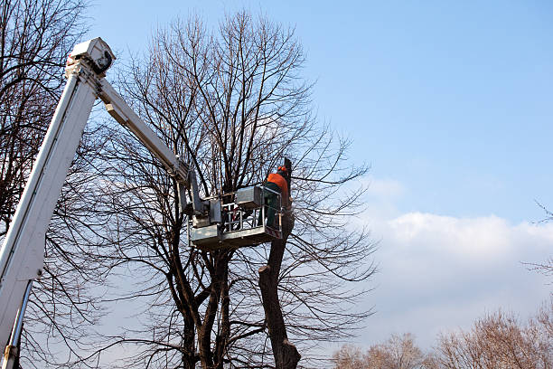 Best Soil Testing and Treatment  in North Hudson, WI