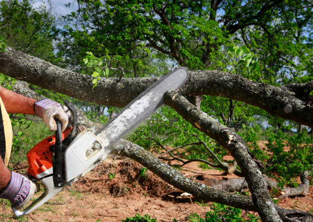 Best Tree Trimming and Pruning  in North Hudson, WI